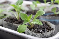 Создание емкости для рассады из бумаги6