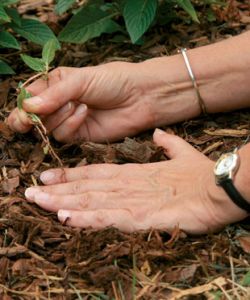 Эффективный способ борьбы с сорняками1
