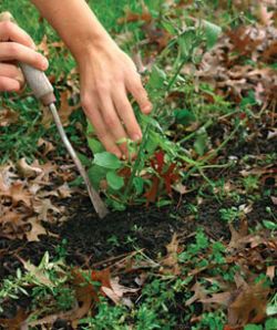 Эффективный способ борьбы с сорняками2