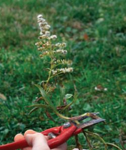 Эффективный способ борьбы с сорняками4