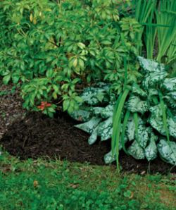 Эффективный способ борьбы с сорняками6