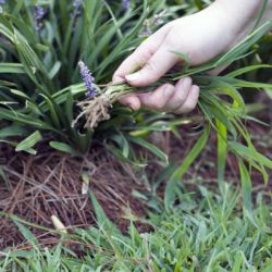 Эффективный способ борьбы с сорняками