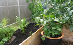 Грунт для теплицы2