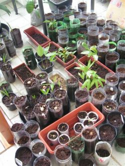 Сеем и садим в марте0