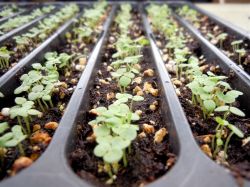 Сеем и садим в марте