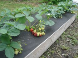 Удивительный огород Игоря Лядова2