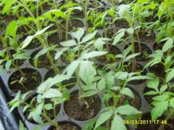 Выращиваем рассаду в стаканчиках.3