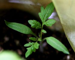 Выращиваем рассаду в стаканчиках0