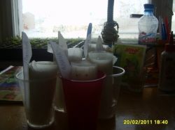 Выращиваем рассаду в стаканчиках1а