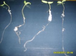 Выращиваем рассаду в стаканчиках2