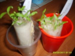 Выращиваем рассаду в стаканчиках2а