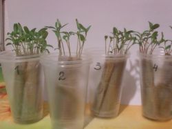 Выращиваем рассаду в стаканчиках