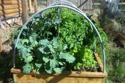 Заморозки и работы в огороде в июне2