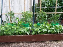 Заморозки и работы в огороде в июне