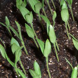 Рассада баклажанов1