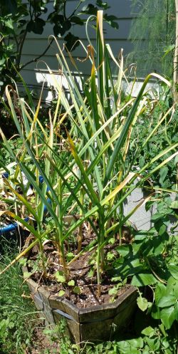 Если сохнут и желтеют перья лука и чеснока