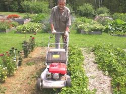 Основы получения высоких урожаев клубники