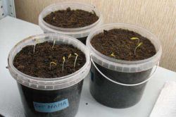 Посадка семян перца на рассаду4