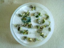 Как провести предпосевную подготовку семян3