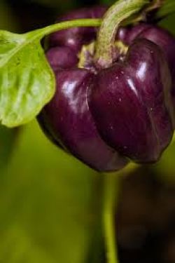 Большой урожай перцев1