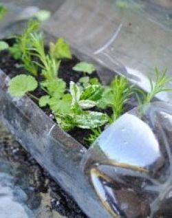 Мини-тепличка из пластиковой бутылки3