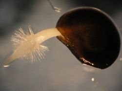 Как ускорить прорастание семян перца и баклажан6