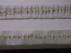 Как провести предпосевную подготовку семян4