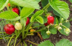 Клубника &mdash; уход после сбора урожая1