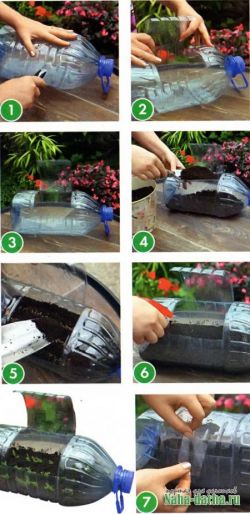 Мини-тепличка из пластиковой бутылки1