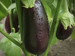 Как вырастить крепкую рассаду баклажанов2