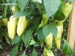 БОЛЬШОЙ УРОЖАЙ ПЕРЦЕВ