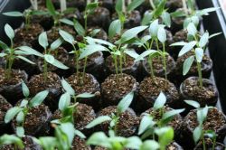 Как ускорить прорастание семян перца и баклажан3