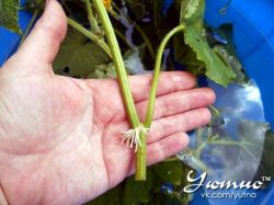 Начеренковала огурцы, спасибо автору