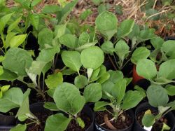 Как вырастить крепкую рассаду баклажанов