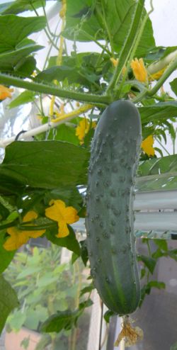 Чем подкормить огурцы