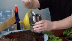 Пикирование перцев и баклажан3