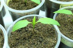 Пикировка рассады перцев2