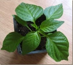 Пикировка рассады перцев4