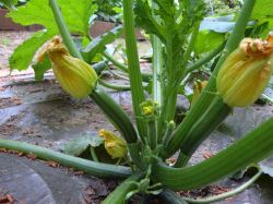 Кабачки будут расти на глазах1