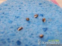 Как прорастить семена за сутки3