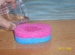 Как прорастить семена за сутки6