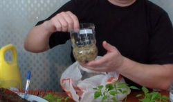 Пикирование перцев и баклажан2