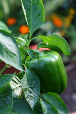 Выращивание рассады перца