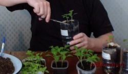 Пикирование перцев и баклажан1