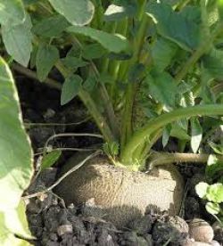 Летний посев редьки1