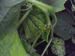 Как формировать огурцы правильно2