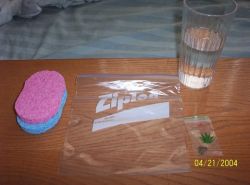 Как прорастить семена за сутки4