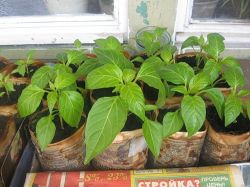 Так можно уберечь сеянцы0