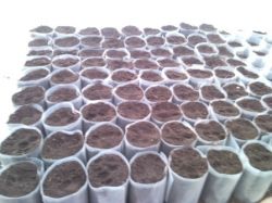 Так можно уберечь сеянцы1