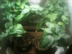 Так можно уберечь сеянцы2